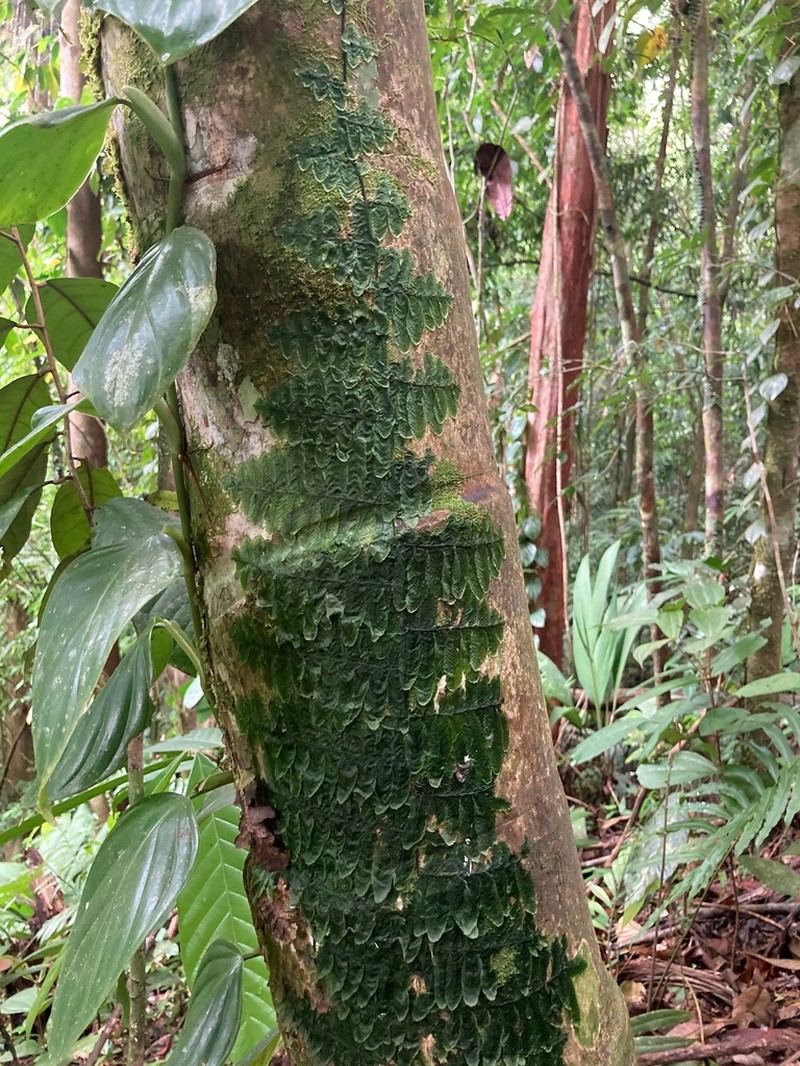 Trichomanes tuerckheimii