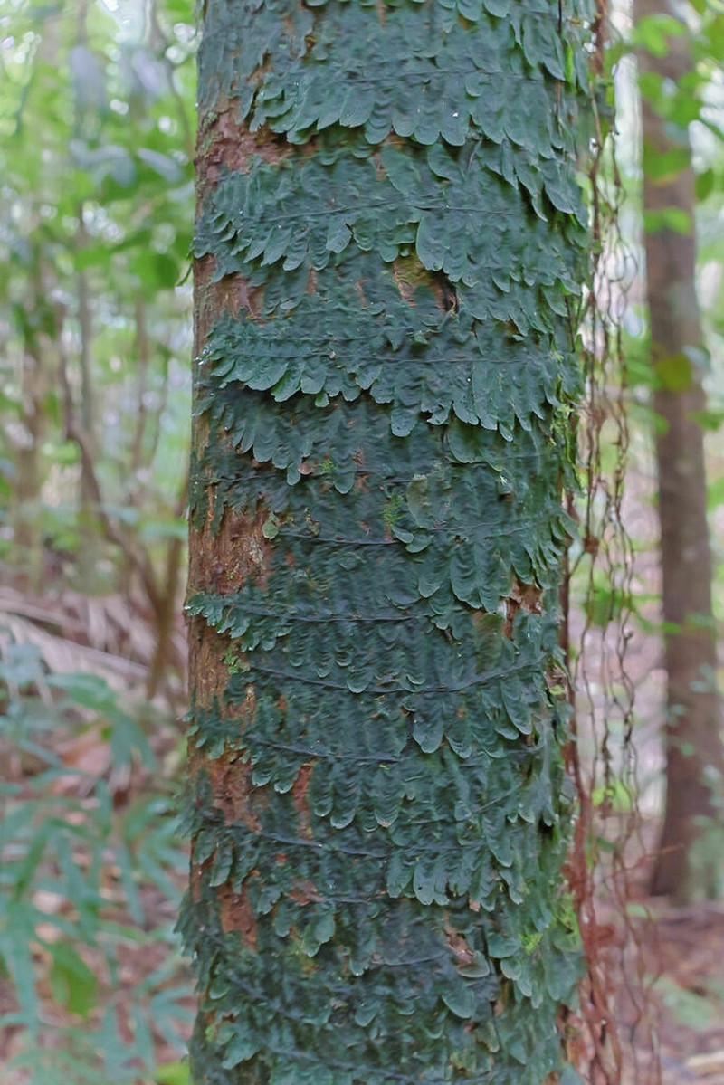 Trichomanes tuerckheimii photo 2