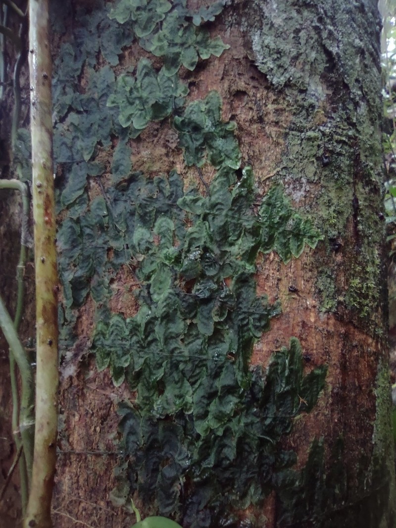 Trichomanes tuerckheimii photo 3