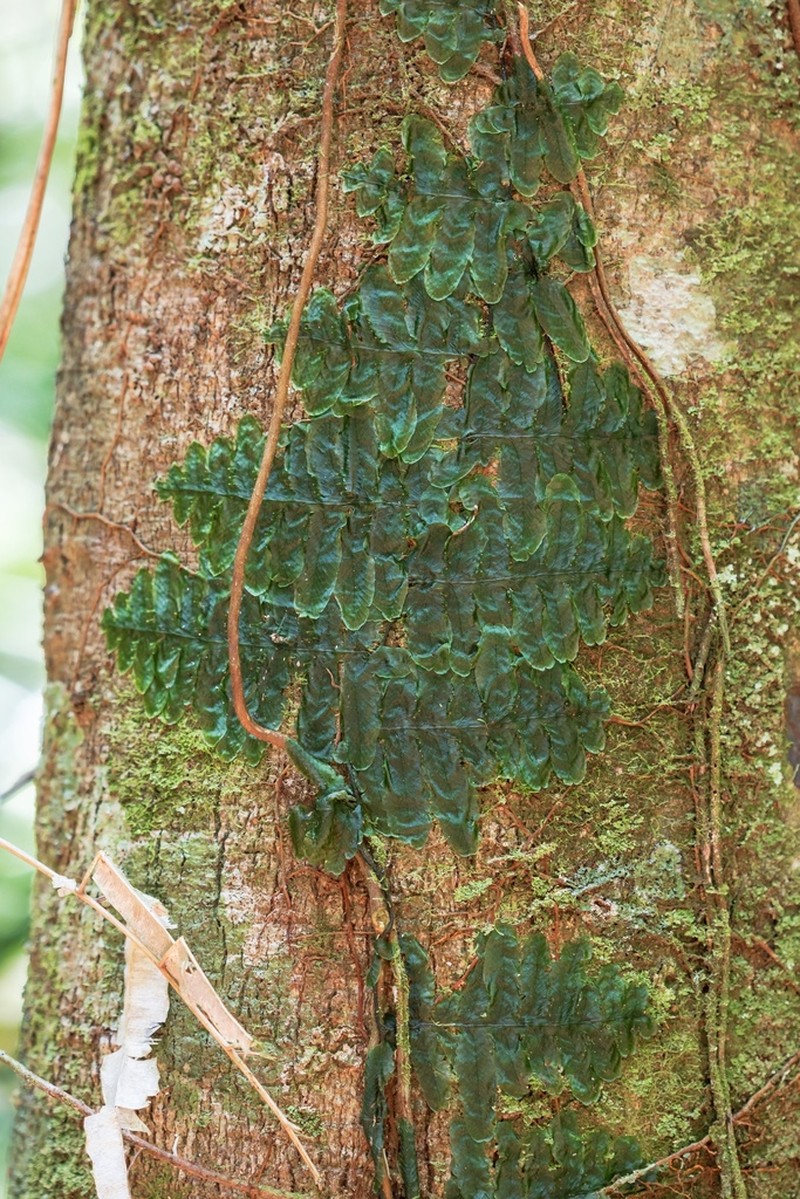 Trichomanes tuerckheimii photo 4