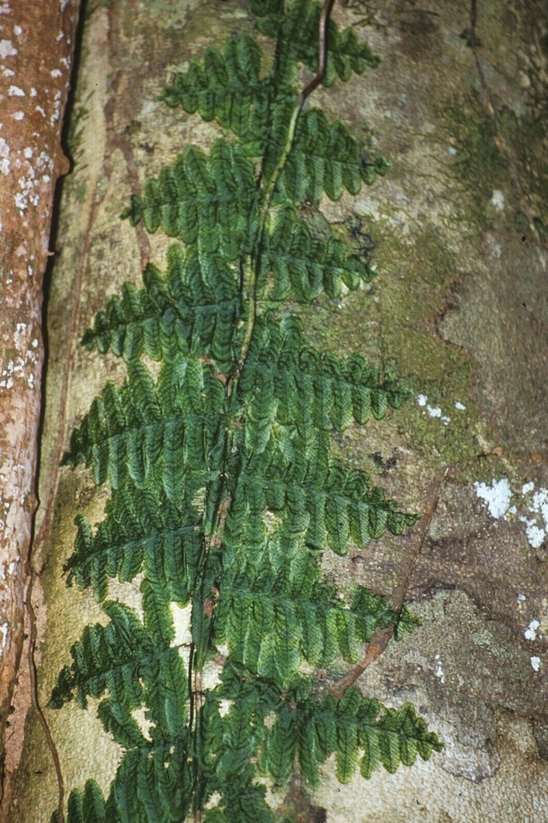 Trichomanes tuerckheimii photo 5