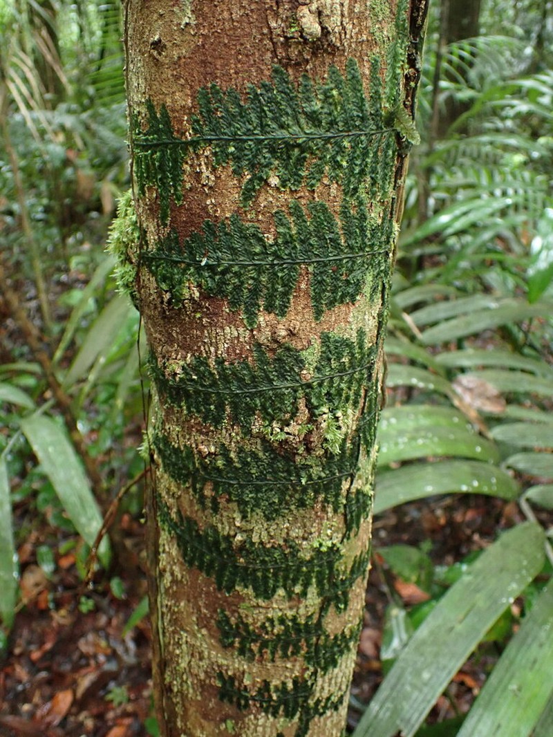 Trichomanes tuerckheimii photo 6
