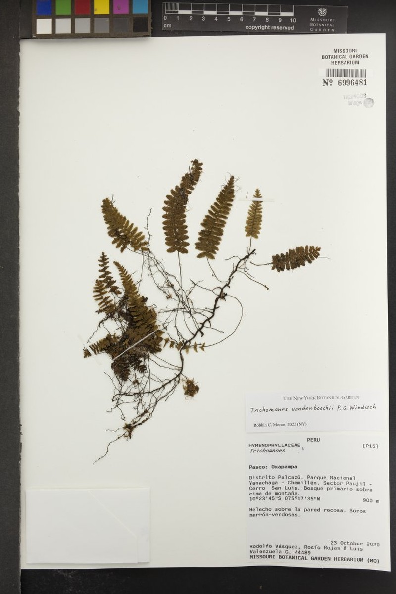 Trichomanes vandenboschii