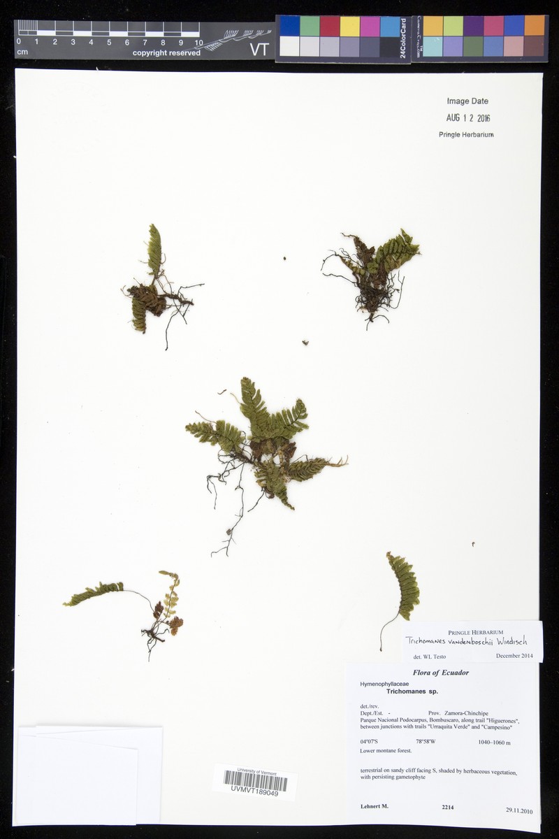 Trichomanes vandenboschii photo 2
