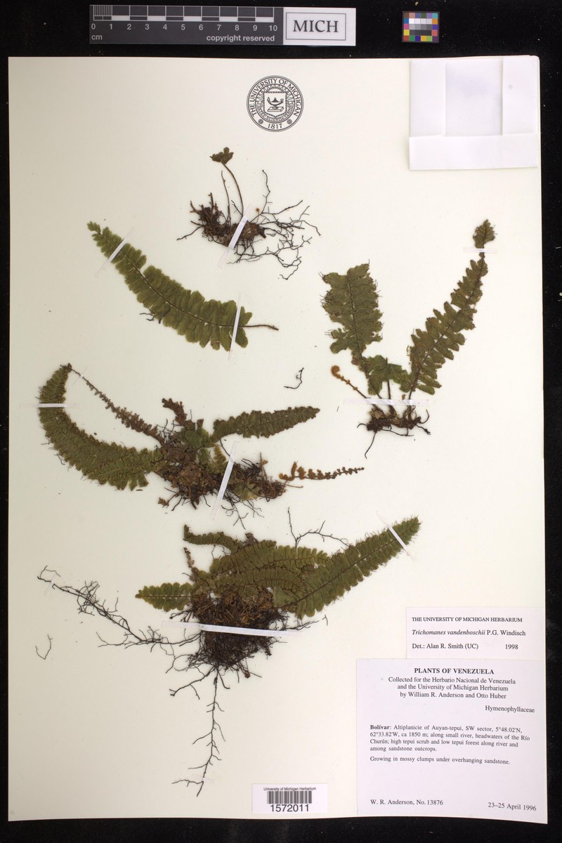 Trichomanes vandenboschii photo 3