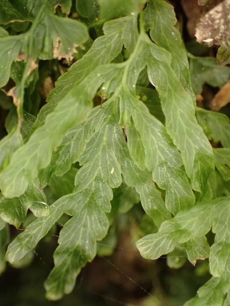 Trichomanes venosum