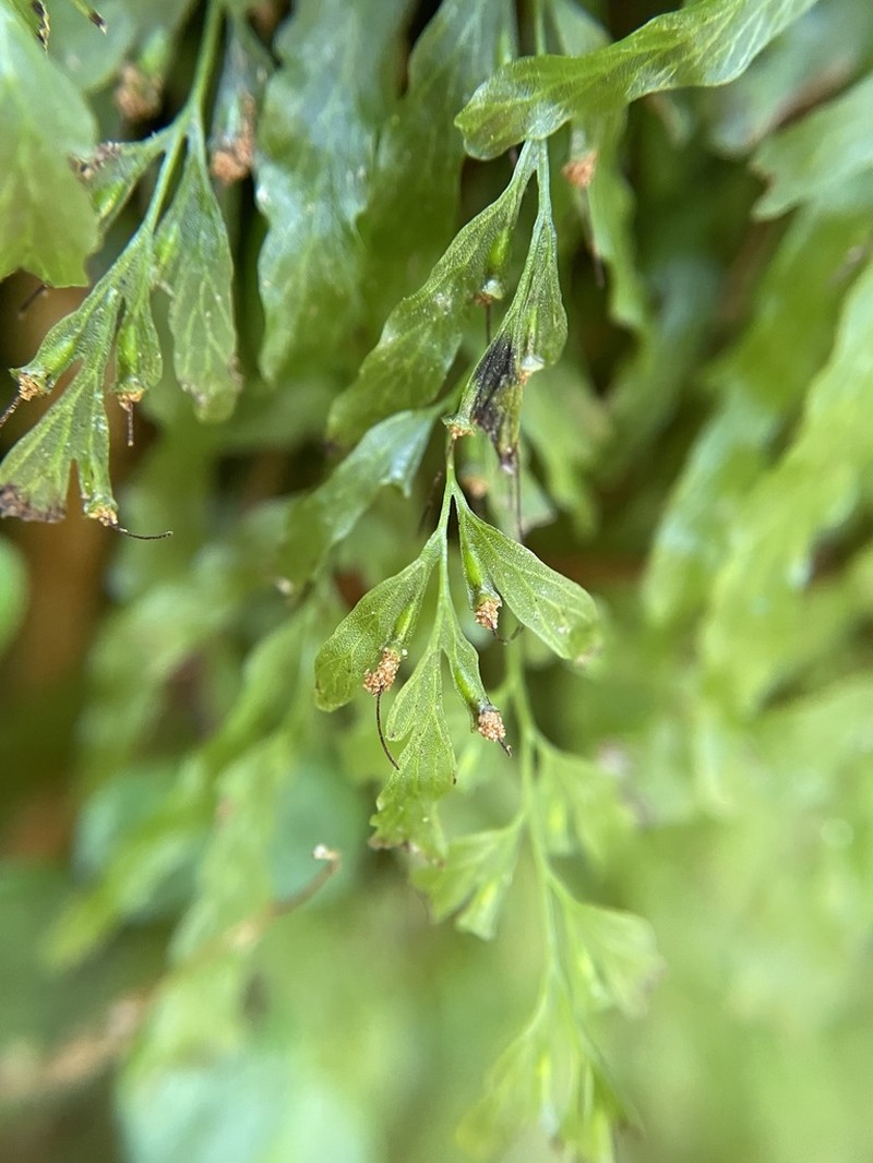 Trichomanes venosum photo 2