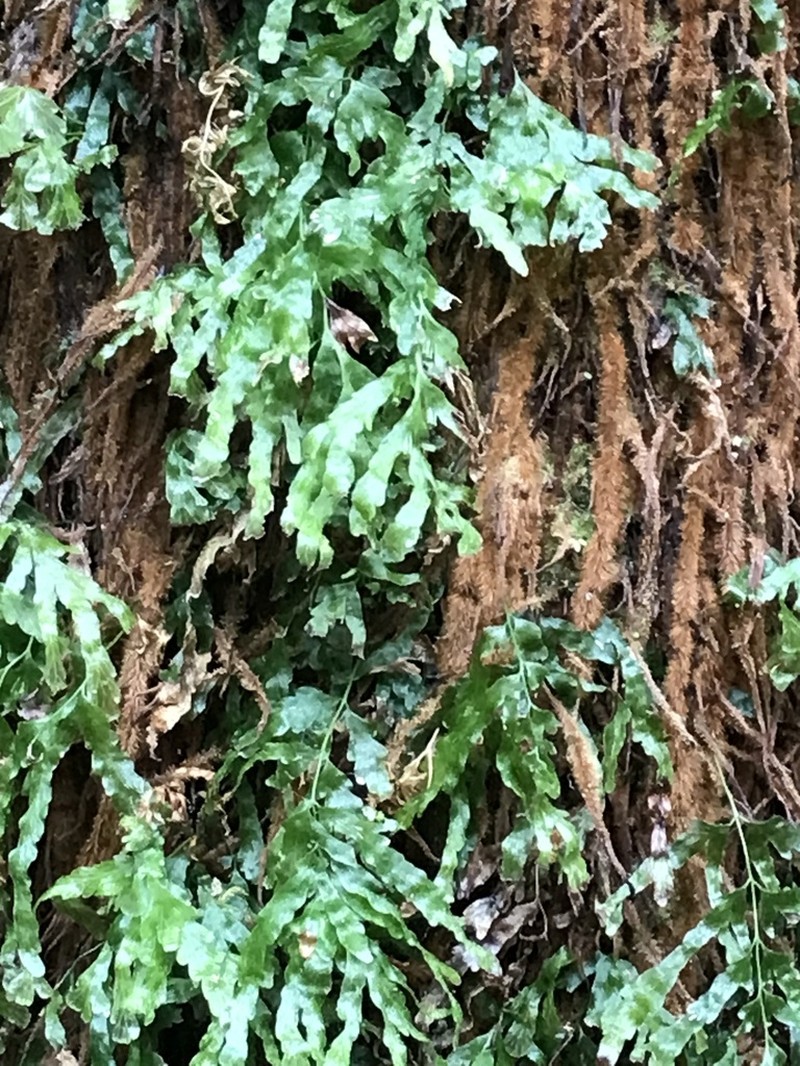 Trichomanes venosum photo 3
