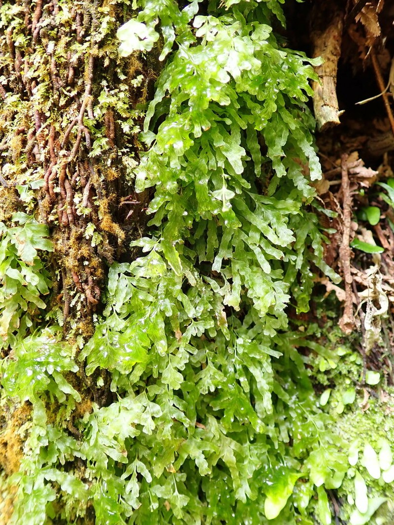 Trichomanes venosum photo 5