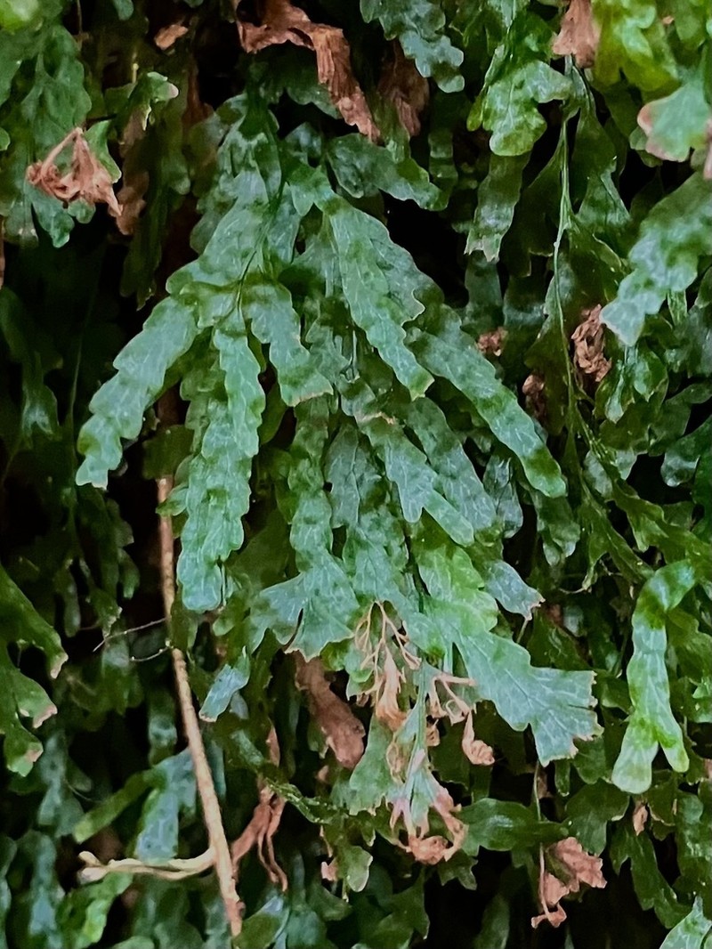 Trichomanes venosum photo 6