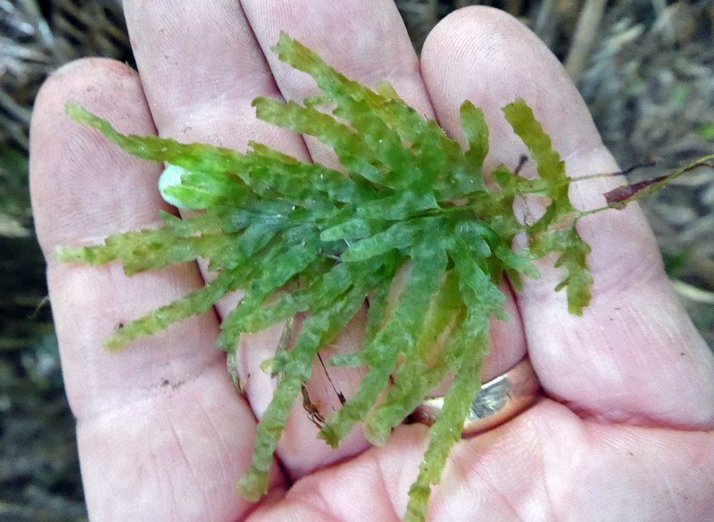 Trichomanes venosum photo 7