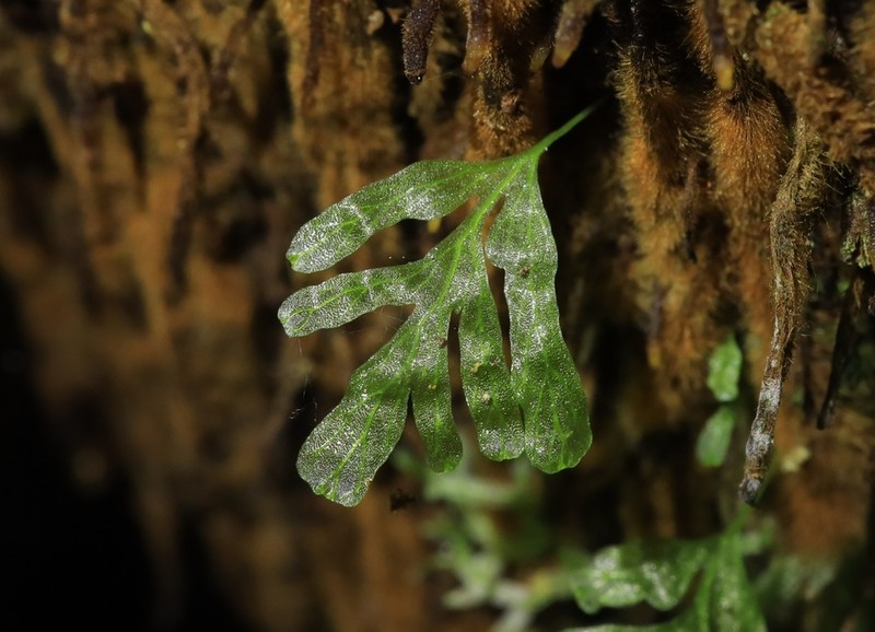 Trichomanes venosum photo 8