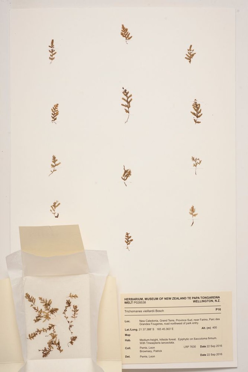 Trichomanes vieillardii