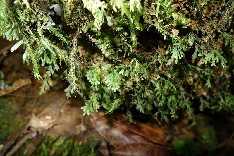 Trichomanes vieillardii photo 2