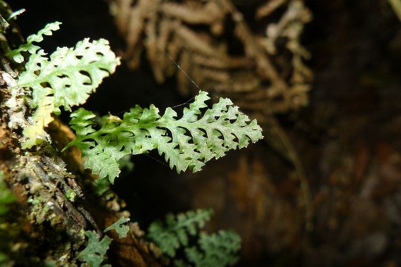 Trichomanes vieillardii photo 3