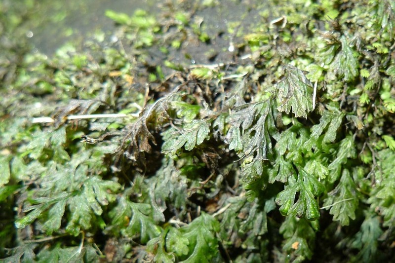Trichomanes vieillardii photo 4