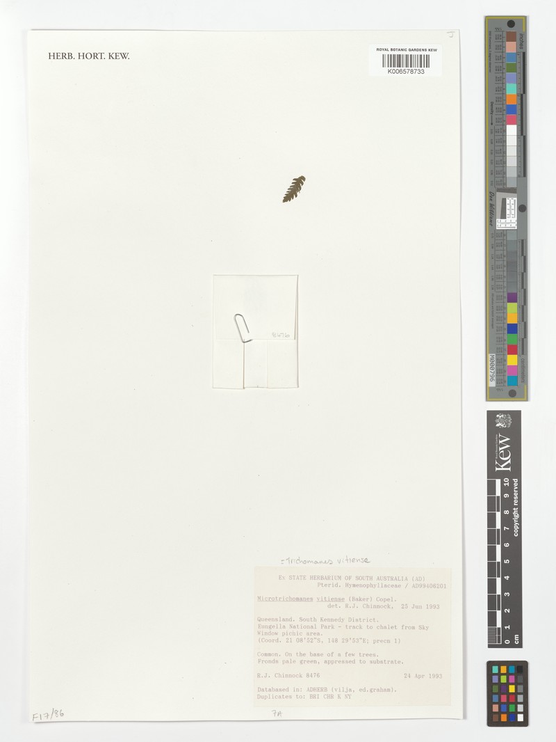 Trichomanes vitiense photo 3