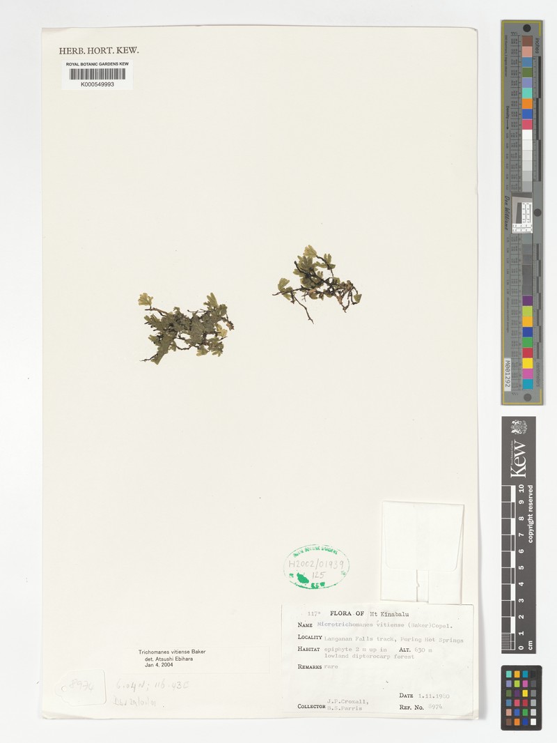 Trichomanes vitiense photo 5