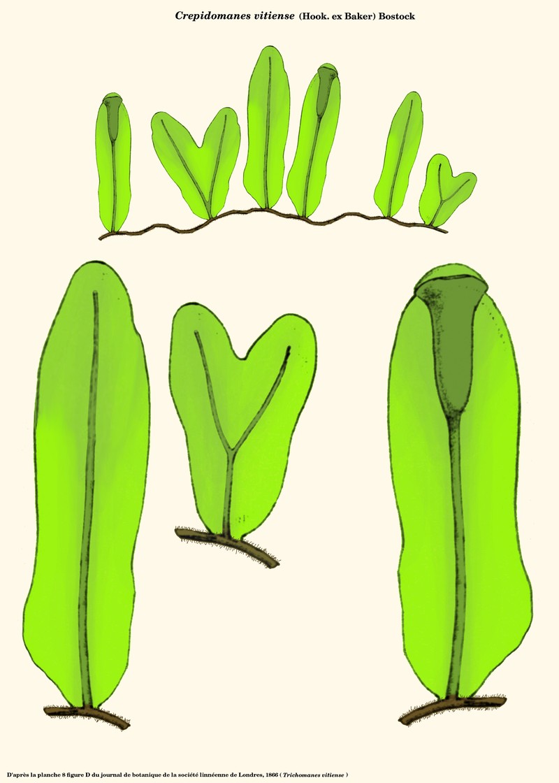 Trichomanes vitiense