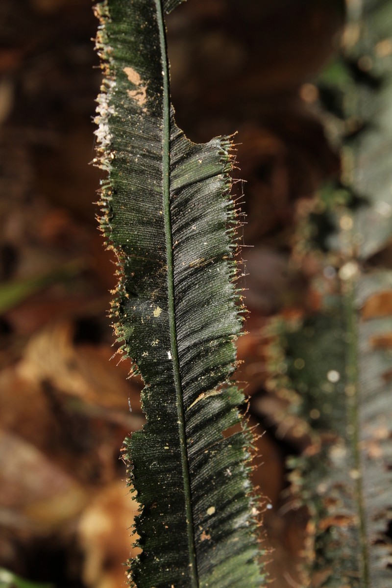 Trichomanes vittaria
