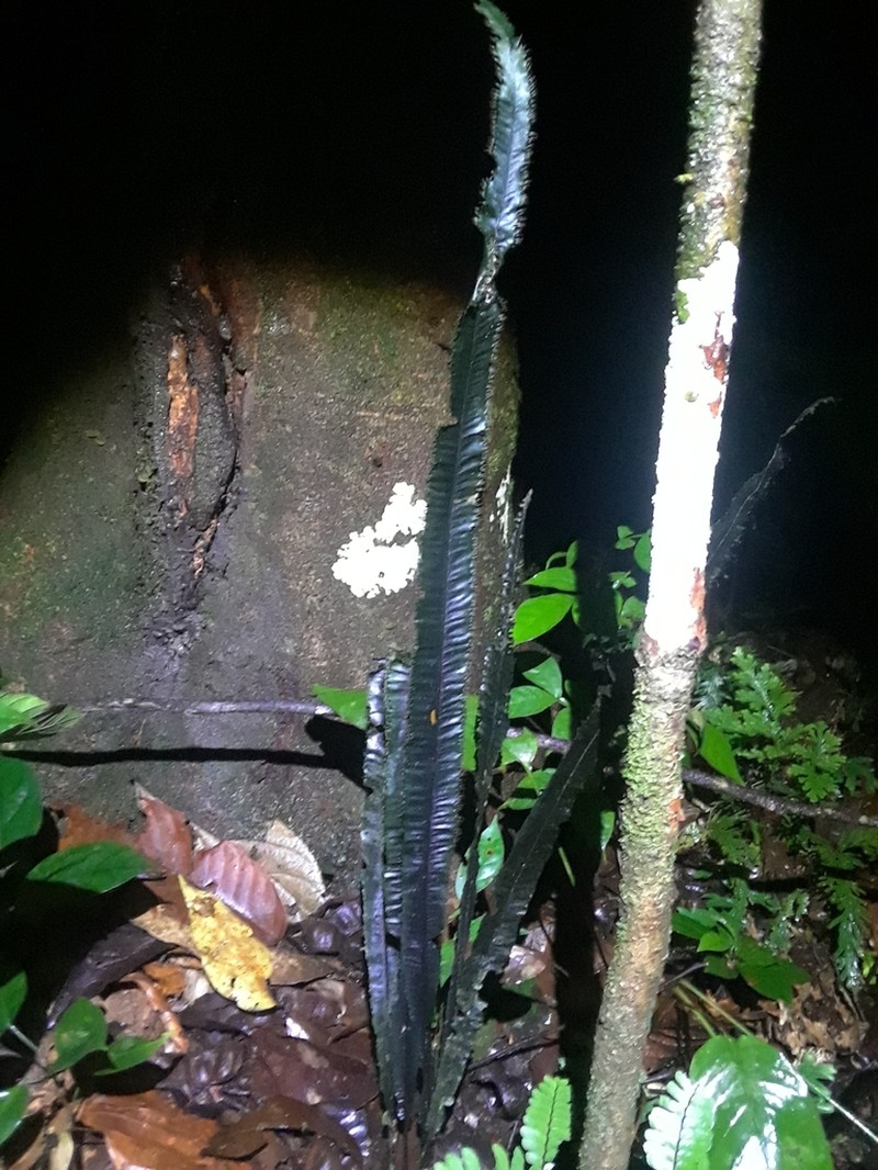 Trichomanes vittaria photo 3