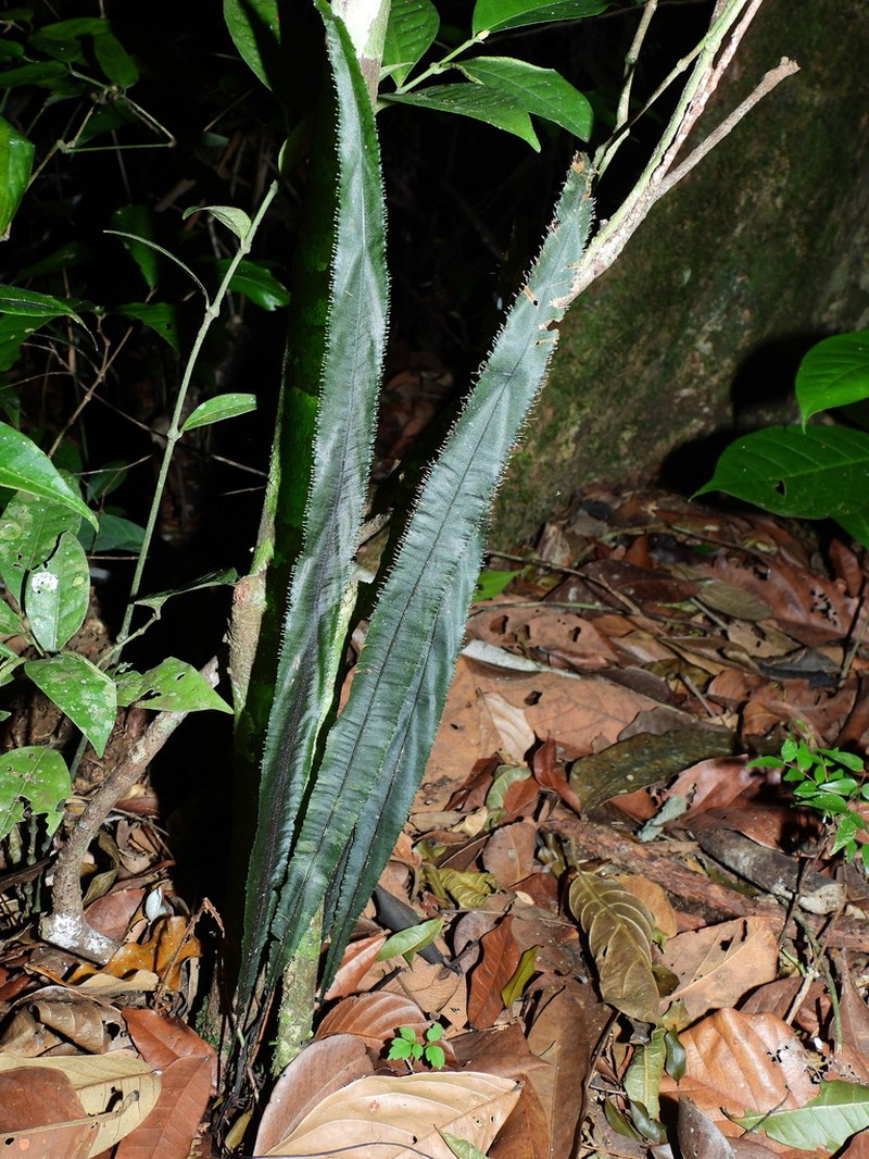 Trichomanes vittaria photo 7