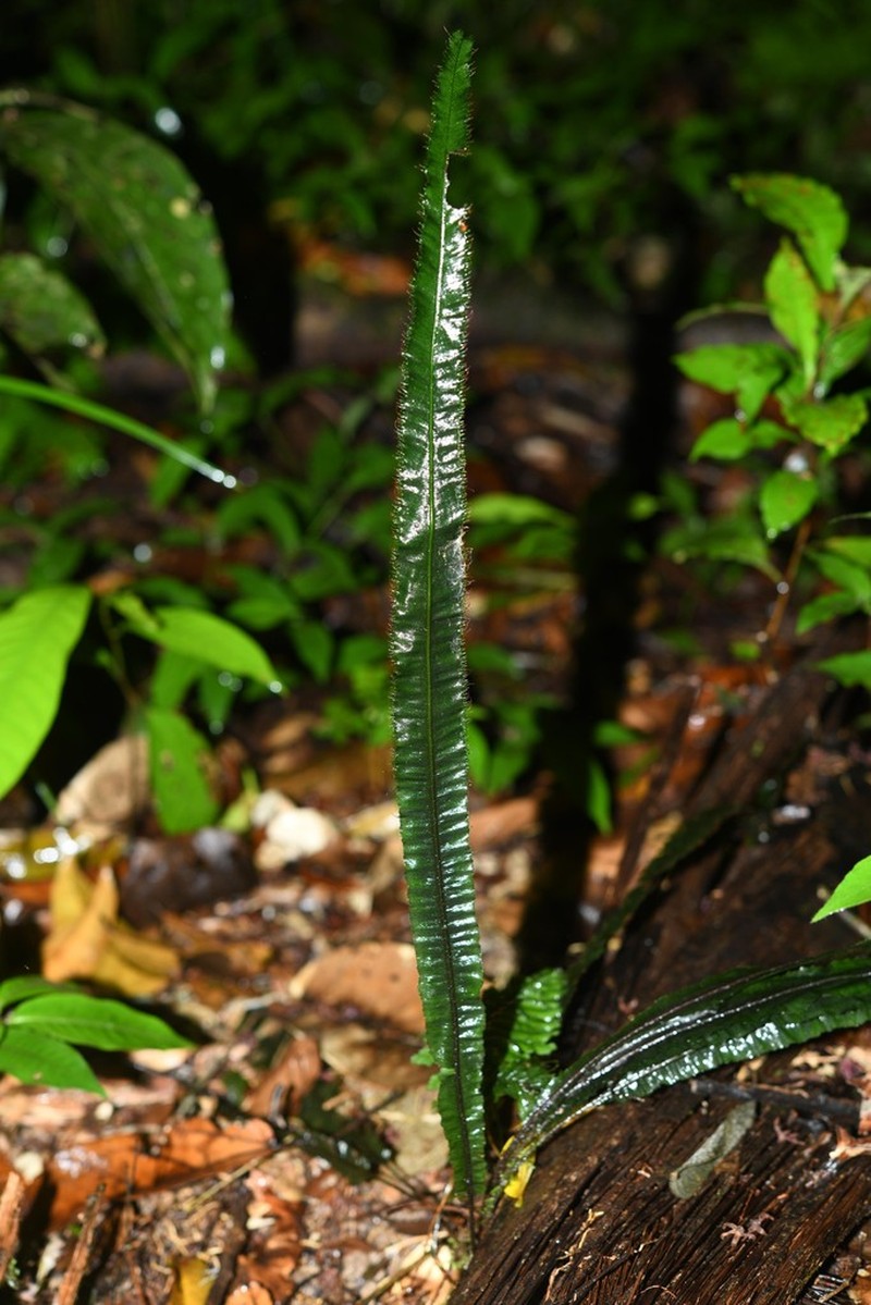 Trichomanes vittaria photo 8