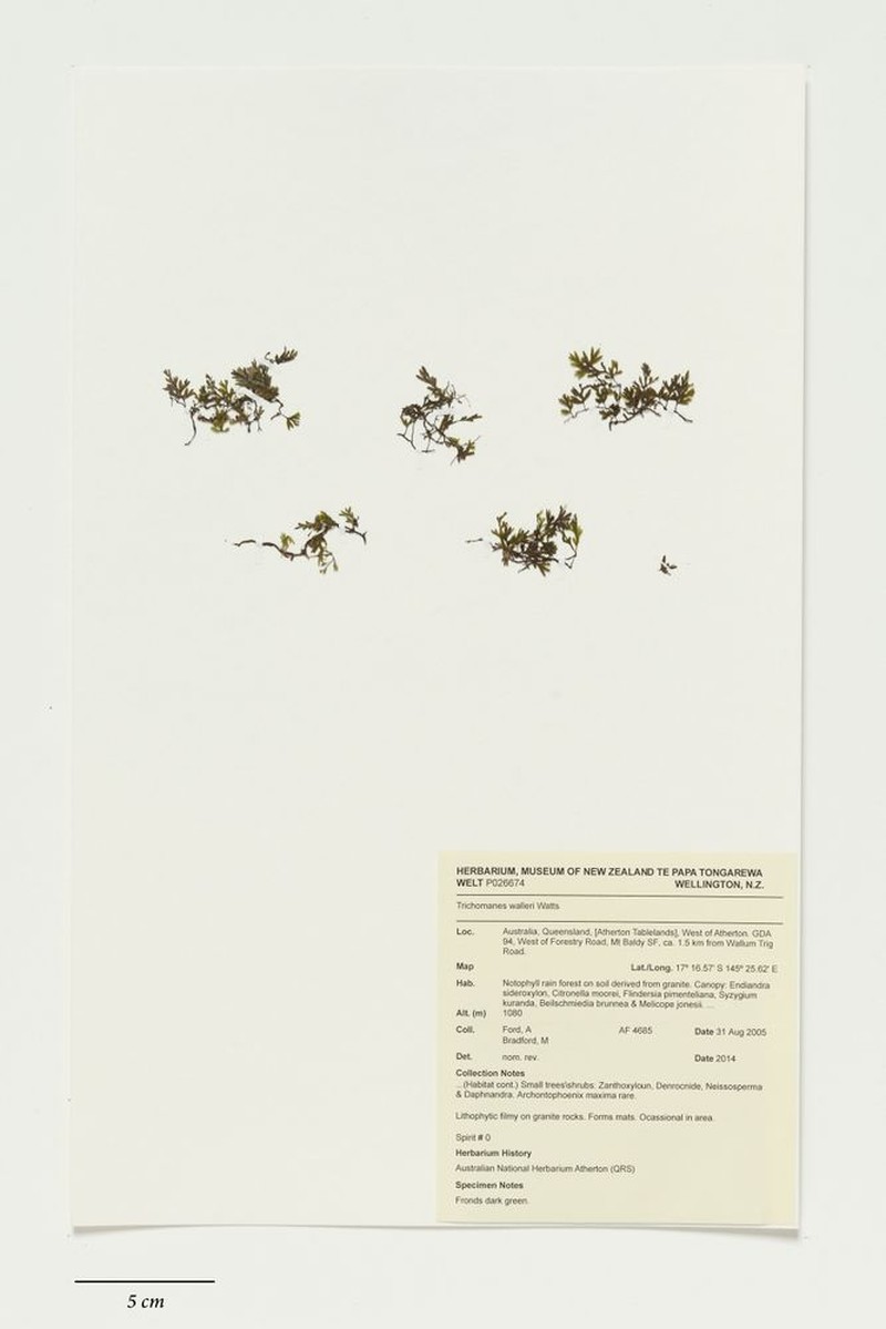 Trichomanes walleri