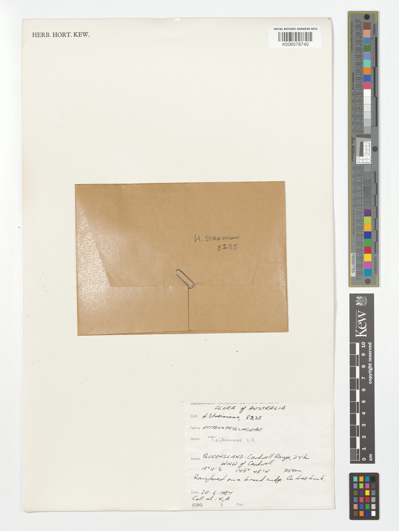 Trichomanes walleri photo 2