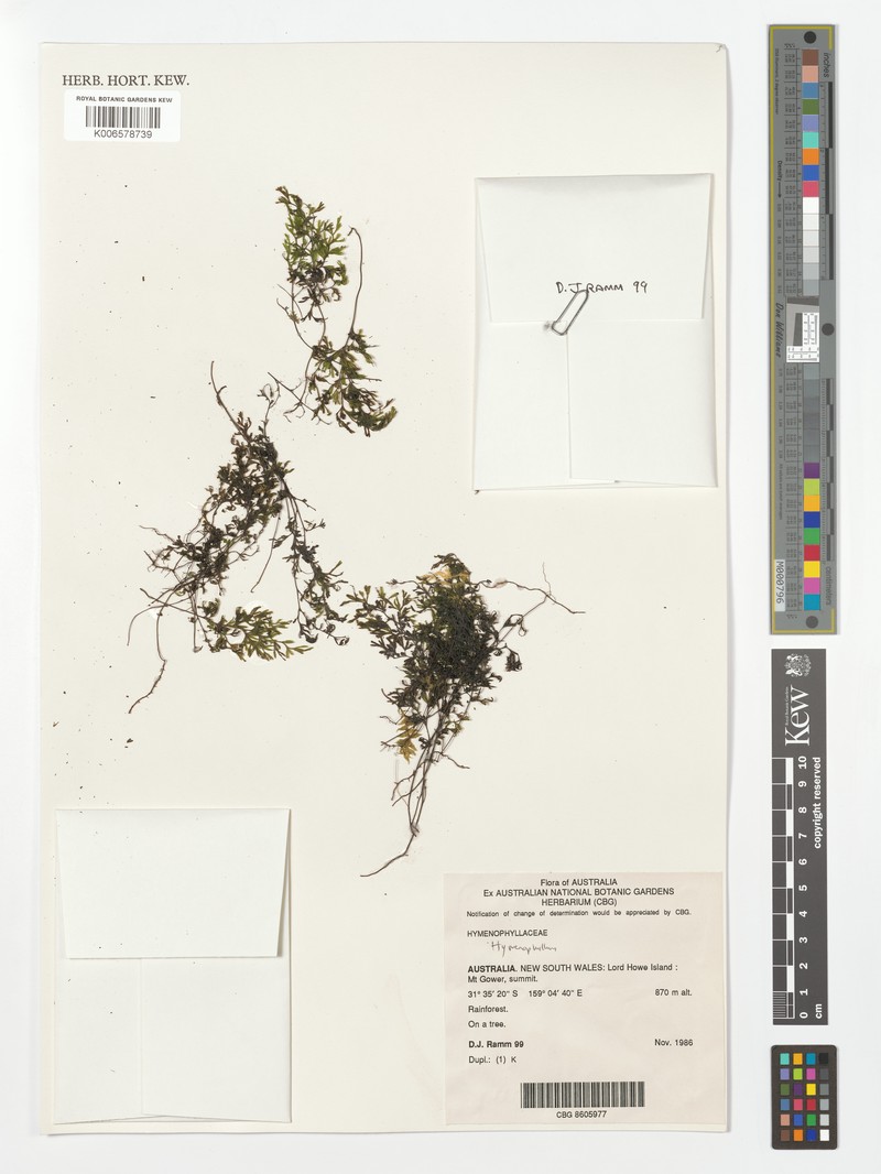 Trichomanes walleri photo 3