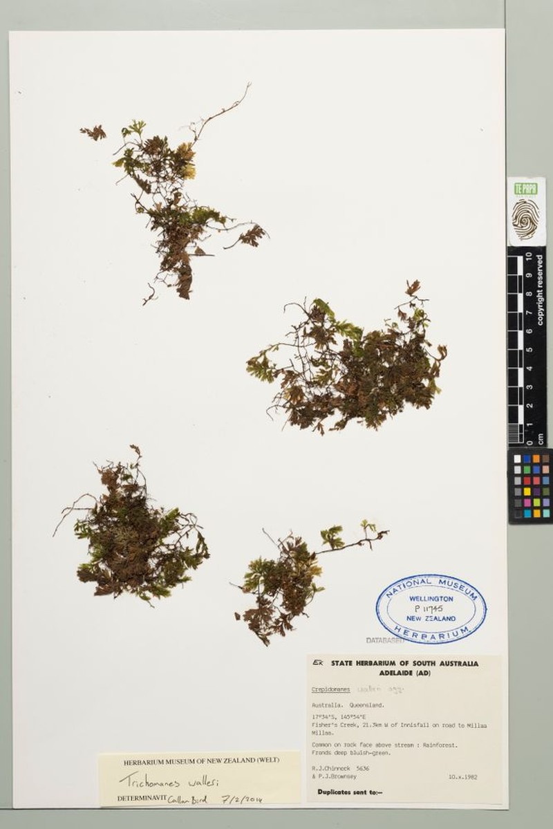 Trichomanes walleri photo 4
