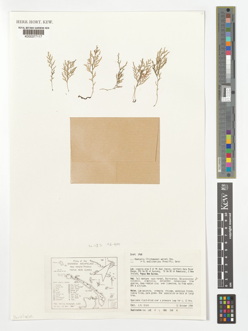 Trichomanes werneri