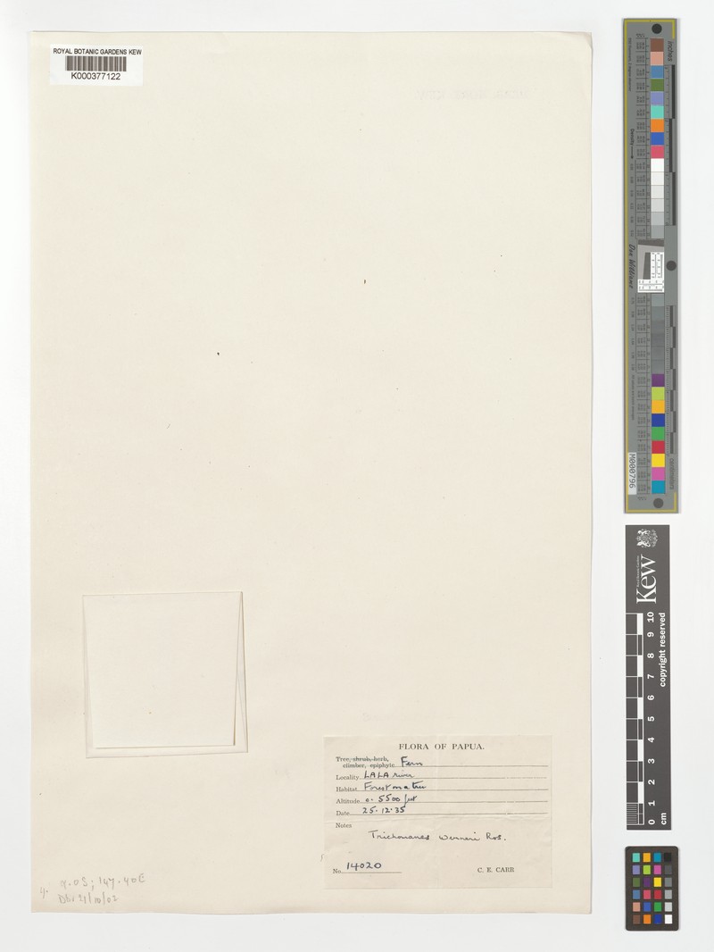 Trichomanes werneri photo 2