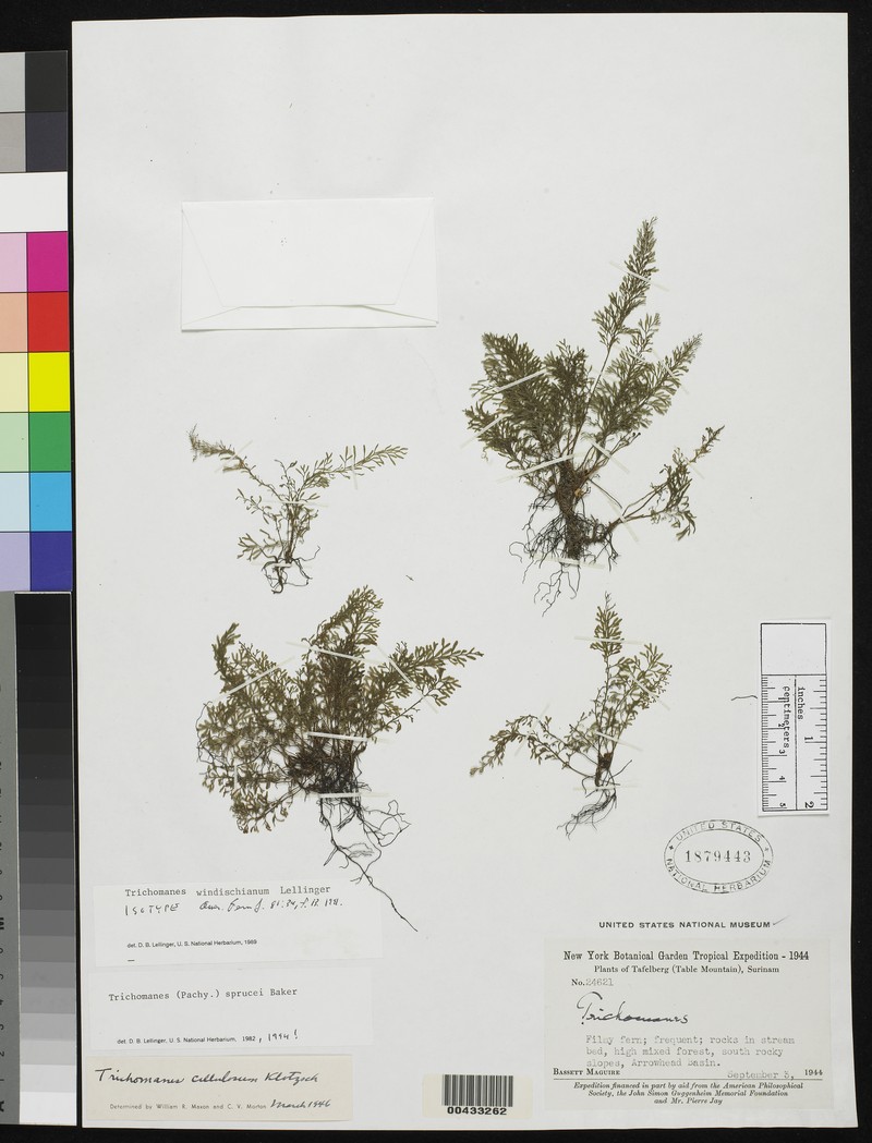 Trichomanes windischianum