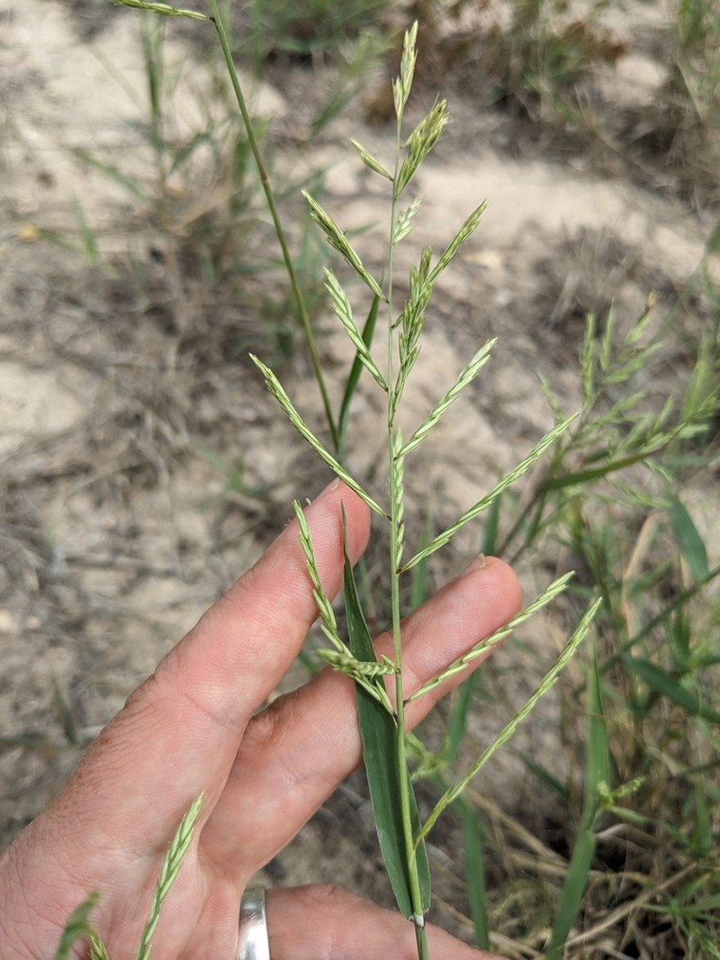 Silveus' Grass