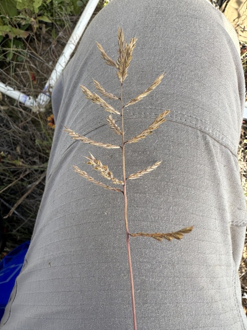 Silveus' Grass photo 2