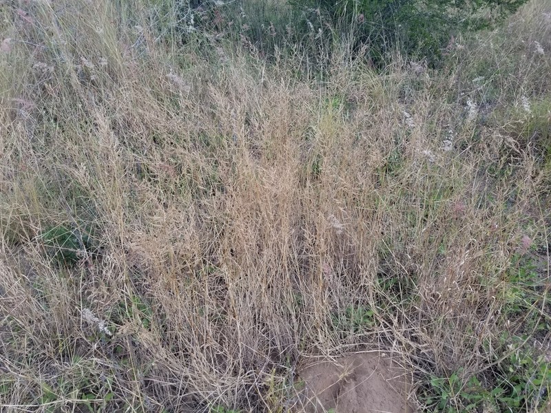 Silveus' Grass photo 3