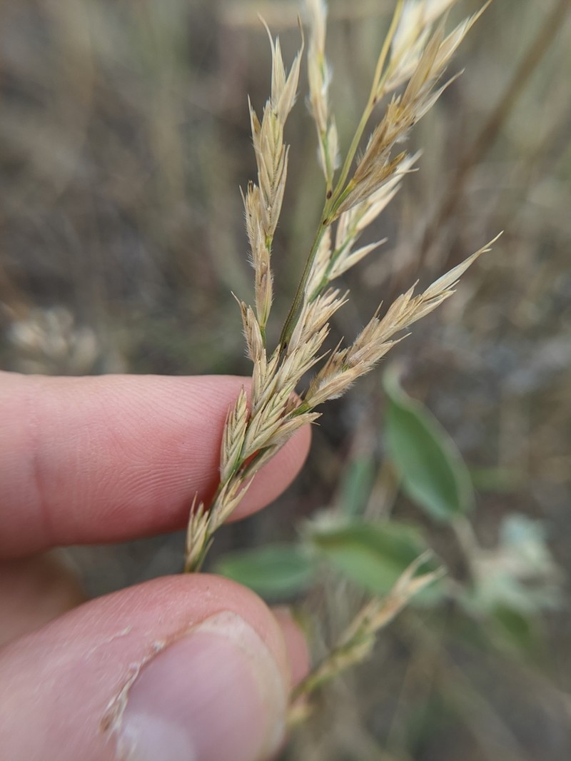 Silveus' Grass photo 4