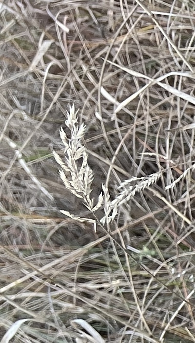 Silveus' Grass photo 5