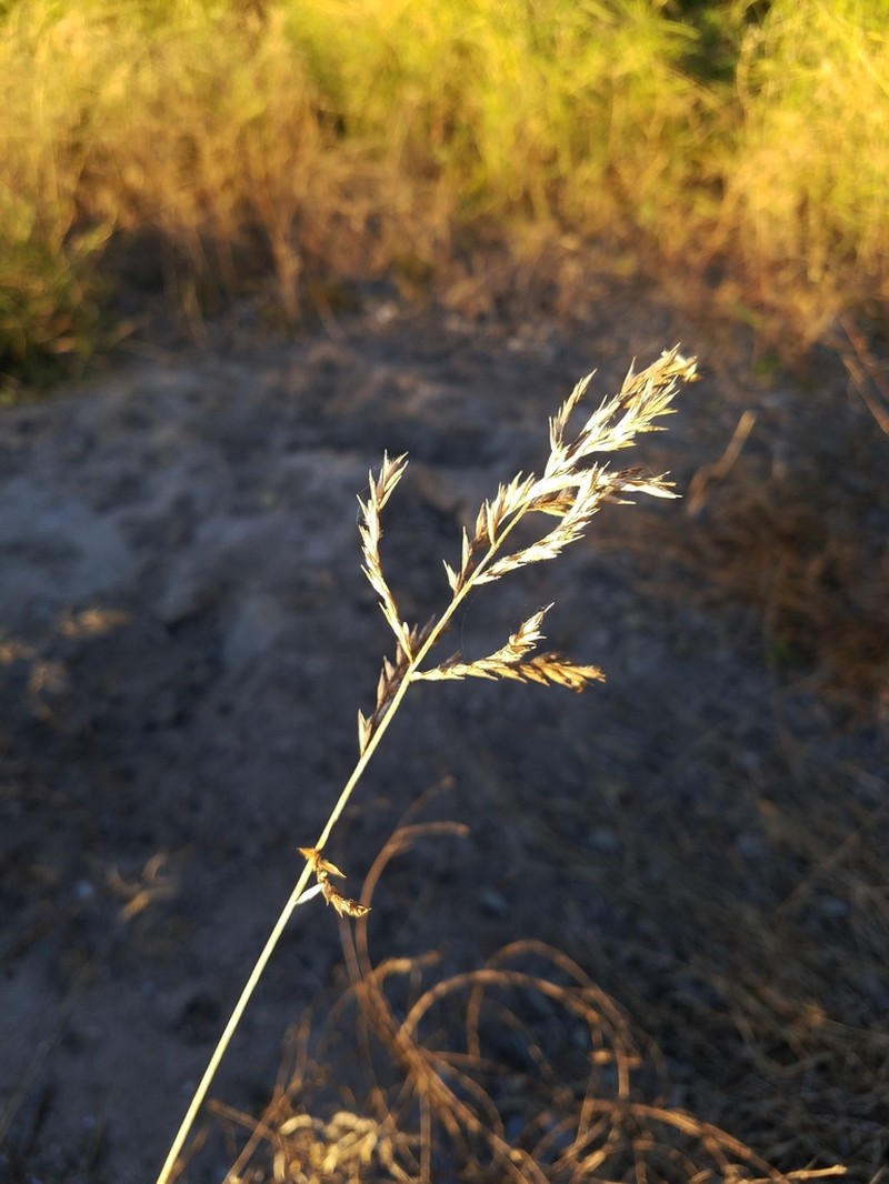Silveus' Grass photo 6