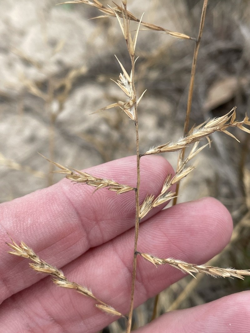 Silveus' Grass photo 7