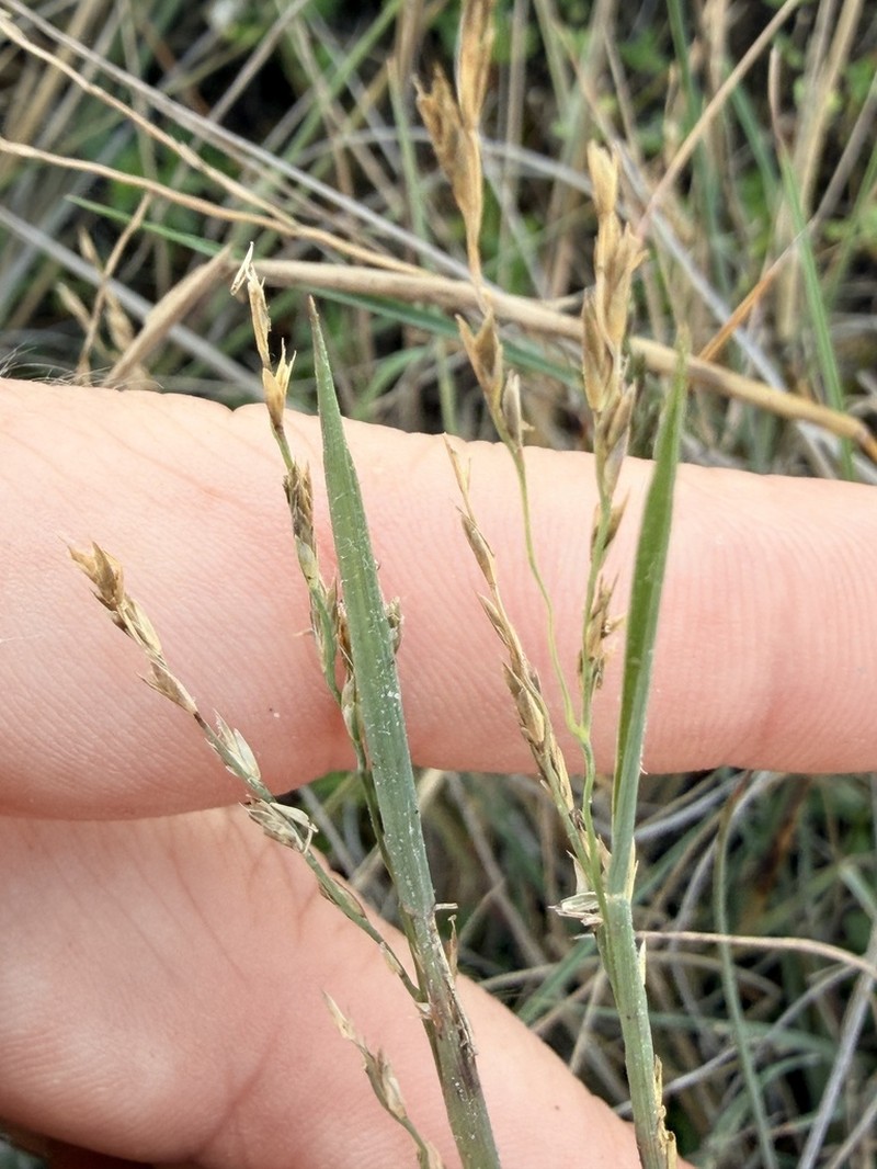 Silveus' Grass photo 8