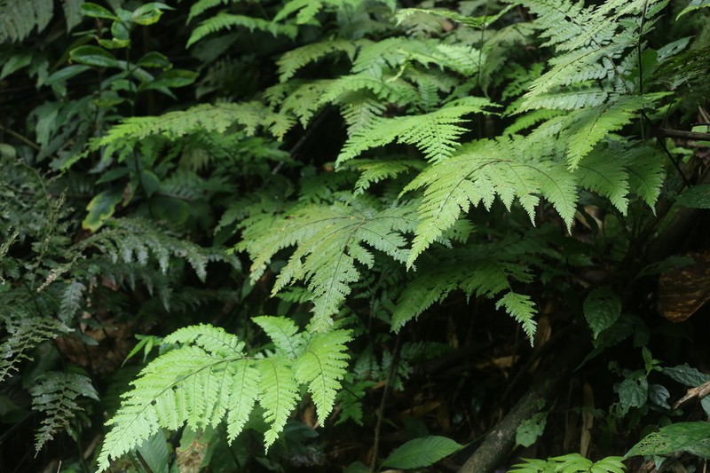 Trichoneuron microlepioides