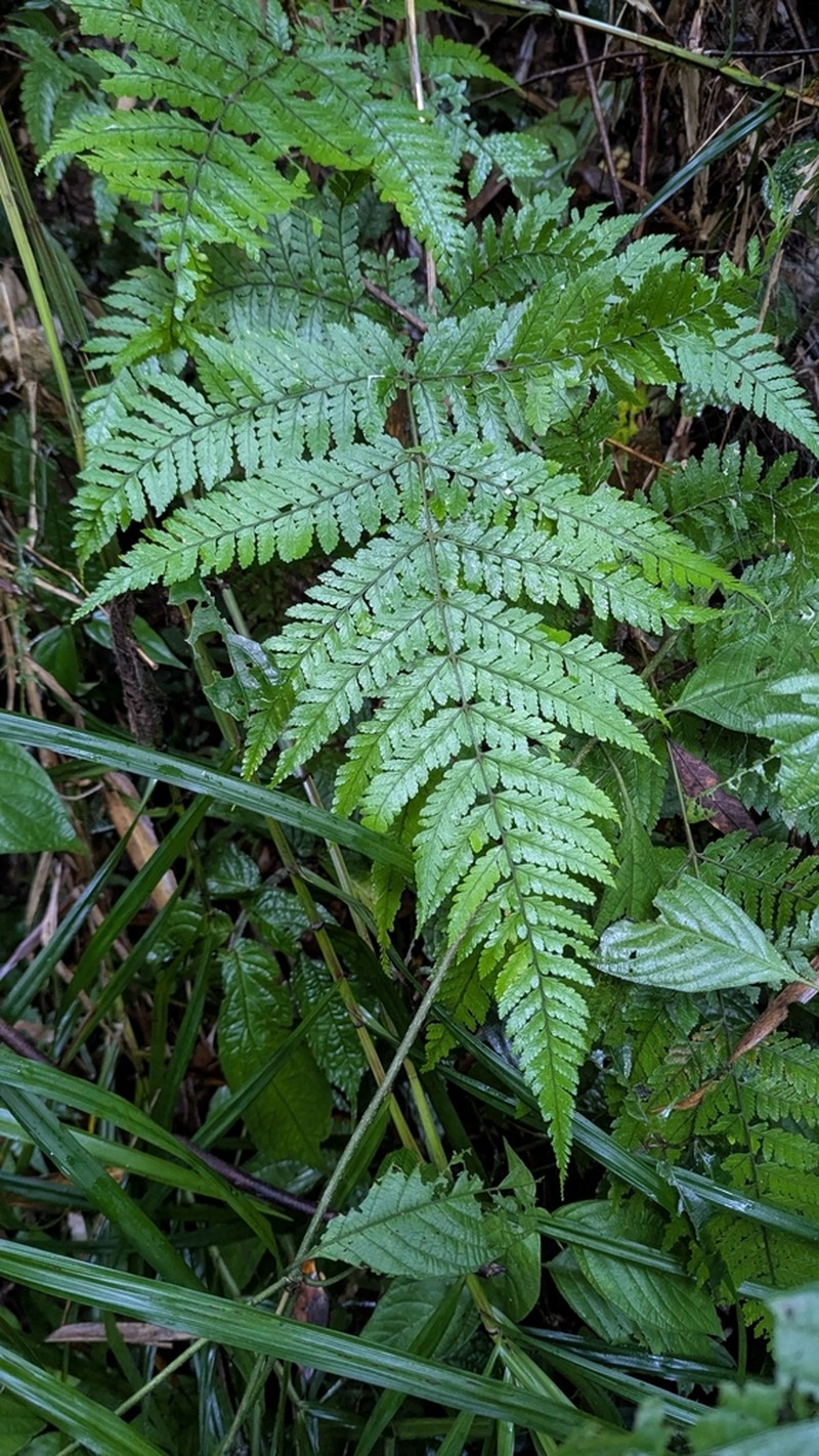 Trichoneuron microlepioides photo 2