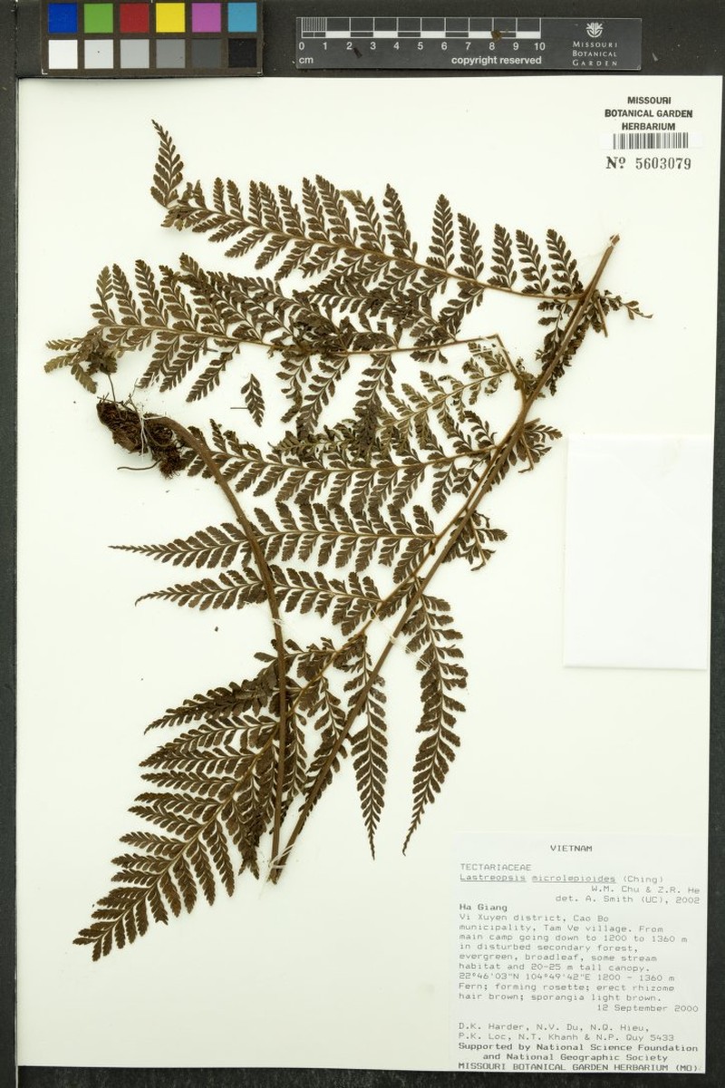 Trichoneuron microlepioides photo 3