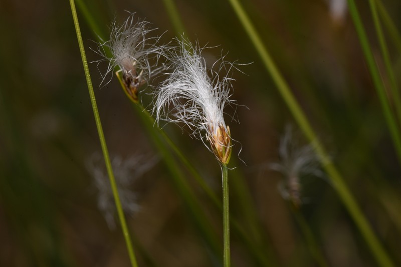 Alpine Bulrush photo 3