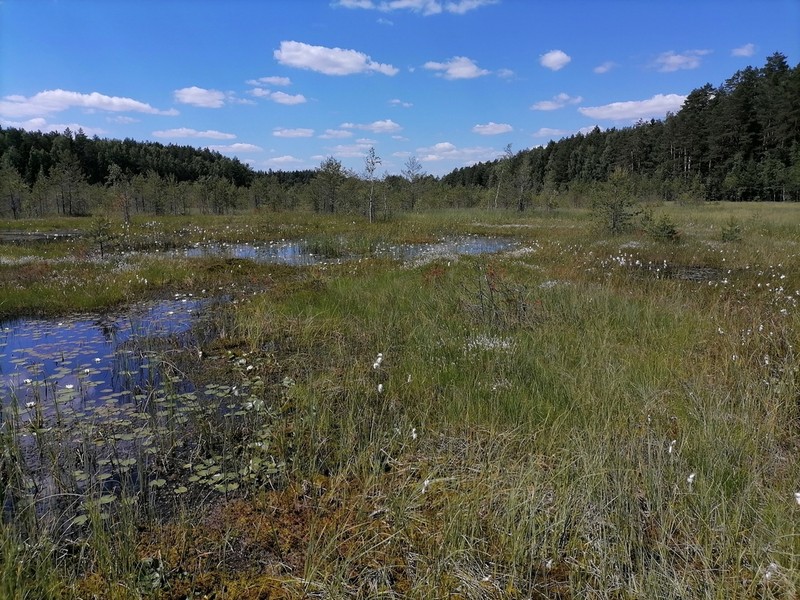 Alpine Bulrush photo 4