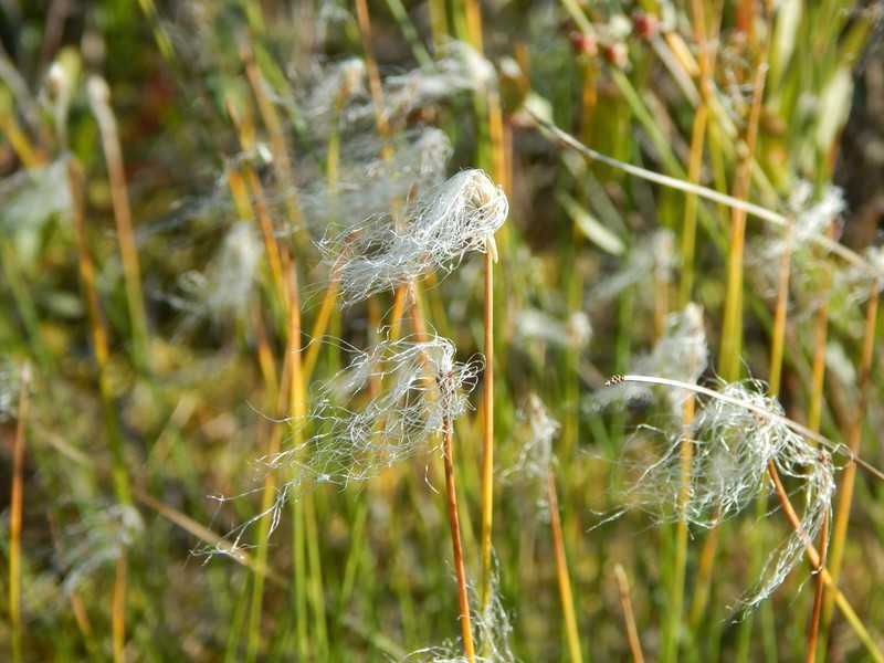 Alpine Bulrush photo 5