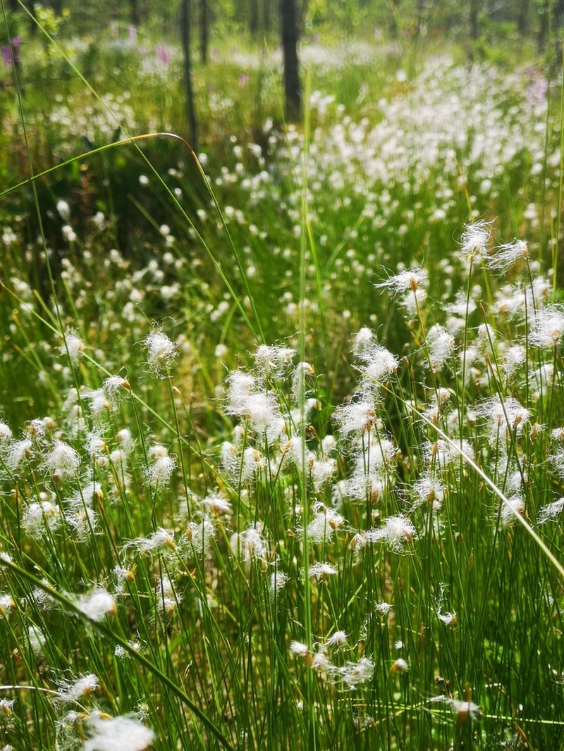 Alpine Bulrush photo 6