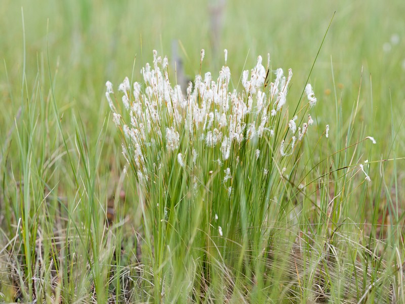 Alpine Bulrush photo 7